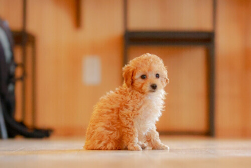 これは危険 地震の前兆に犬がとる行動とは Life Charm ライフチャーム